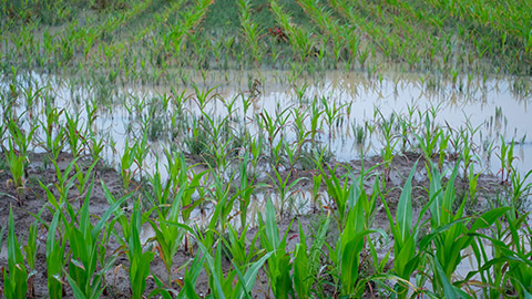 A flooded field