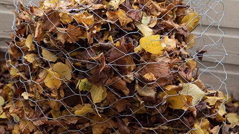 Leaves behind chicken wire