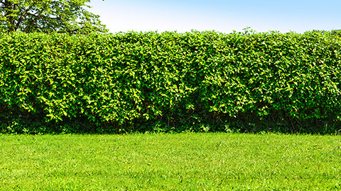 A hedge