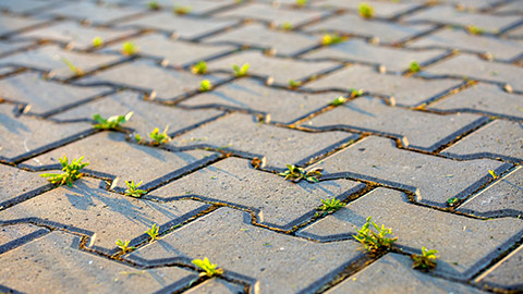 A pathway with weeds