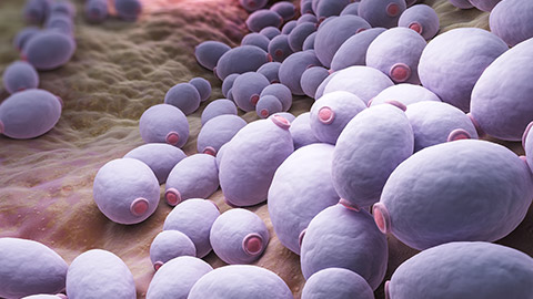 A group of purple cells