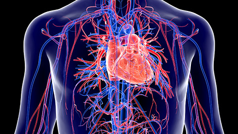 A view of a human heart and blood vessels