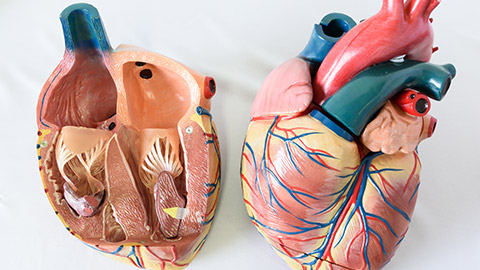 2 heart section models