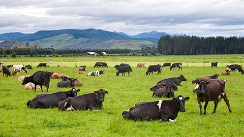 A dairy farm in NZ