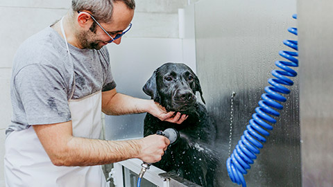 man washing and cleaning a black labrador in grooming salon