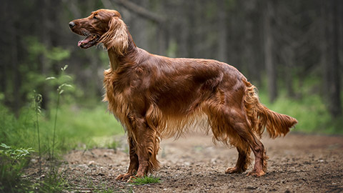 Irish setter in summer forest