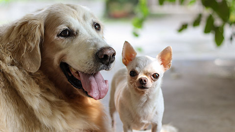 Golden retriever dog and white short hair Chihuahua dog