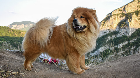 Beautiful dog chow-chow outside