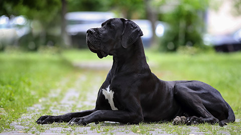 Great Dane lies on the path and looks into the distance