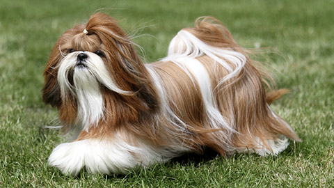 Red and white Shih Tzu dog