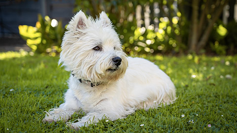 West Highland White Terrier lies in the grass