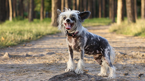 chinese crested dog hairless