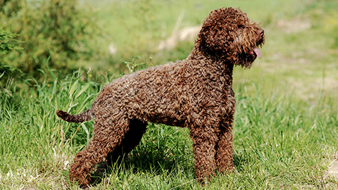 Lagotto Romagnolo, truffle dog in outdoors.