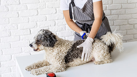 woman wearing protective gears and gloves grooming a dog