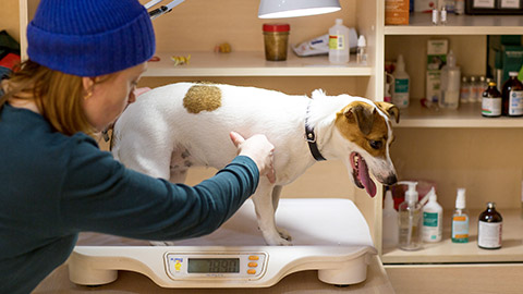 Weighing dog in the veterinary pet clinic