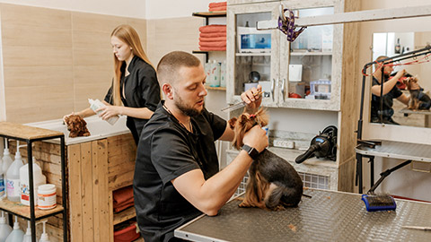 Professional male groomer making haircut of Yorkshire Terrier dog at grooming salon with professional equipment