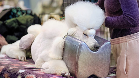 white royal poodle lies on a grooming table while grooming