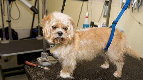 Dog on a grooming table getting a hair cut