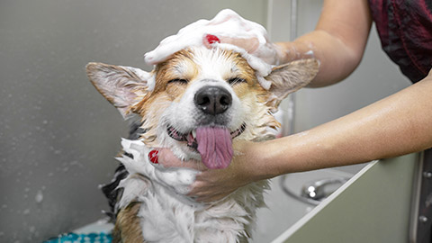 Dog taking a bubble bath in grooming salon