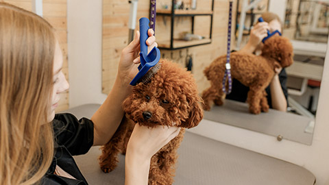 female groomer brushing hair of Teacup poodle dog hair with comb after bathing