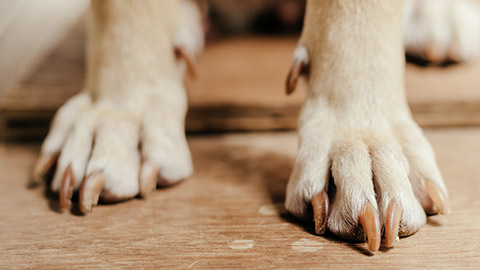 Dog's paws resting on a wooden surface