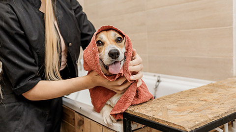 groomer carefully wiping with a towel after bathing dog