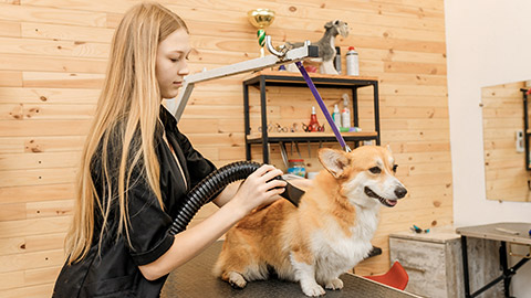 female pet groomer dry Welsh Corgi Pembroke dog fur with a hair dryer after washing