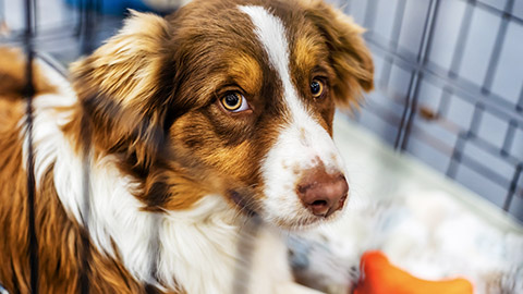 dog sits behind its cage