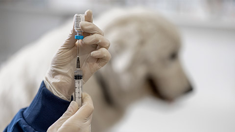 Veterinarian holding syringe with vaccine near big white dog in clinic