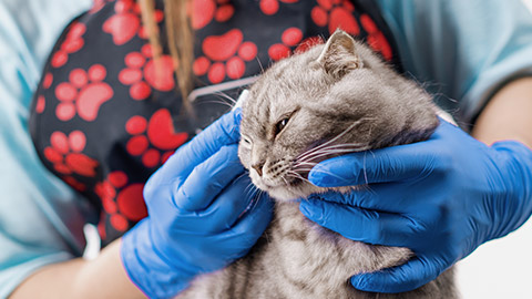 veterinarian holding a cat and doing hygiene procedure