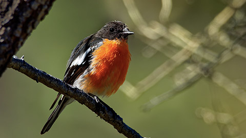 Flame Robin - Petroica phoenicea - australian brightly red small song bird