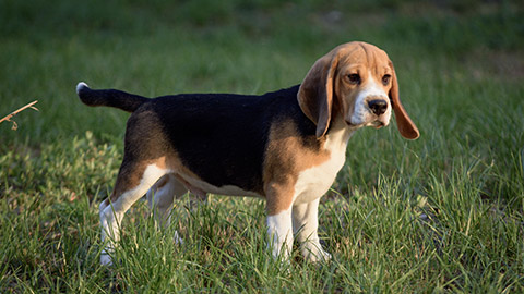 Beagle stay On Green Grass