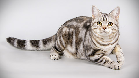 American shorthair cat