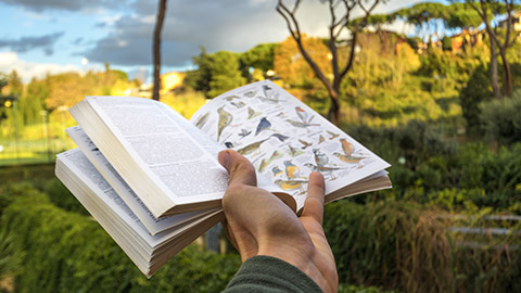 Bird Identification field guide in hand walking in Nature