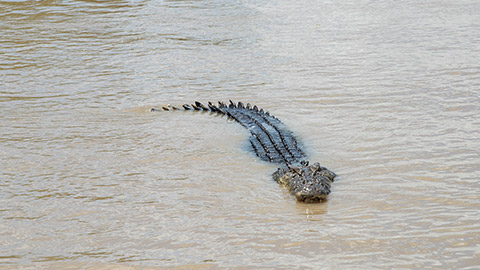 Saltwater crocodile swimming on the water surface