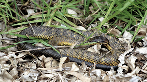 Tiger snake