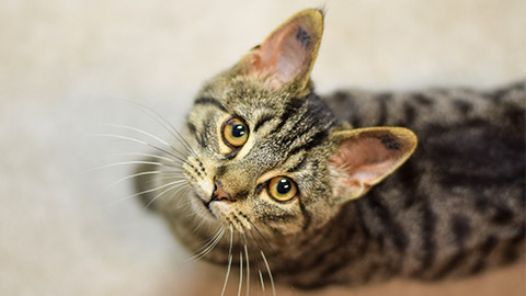 kitten with identification tattoos