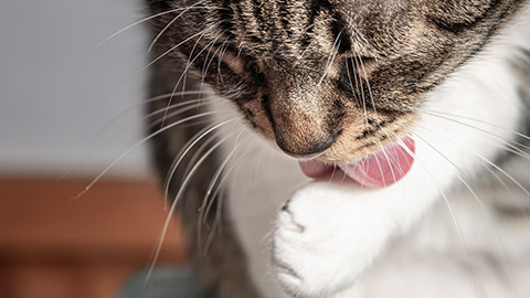 Close up cat licking its paw