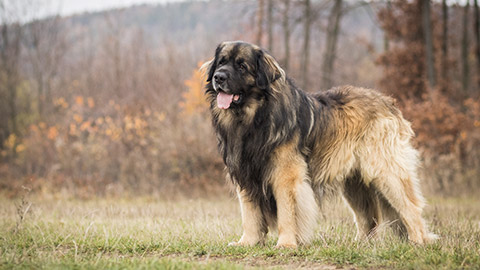 portrait of amazing healthy and happy young leonberger