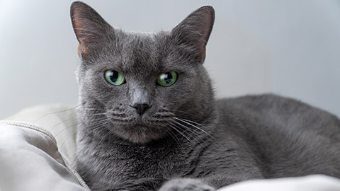 Russian Blue cat