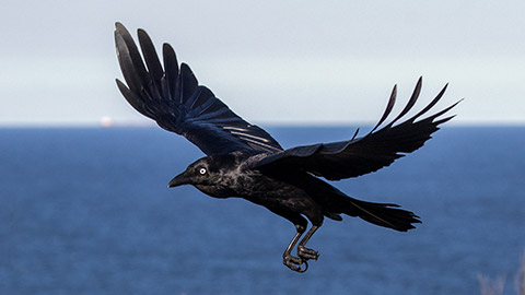 Australian Raven in filght