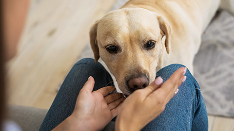 example of a sniffing behaviour of a pet dog