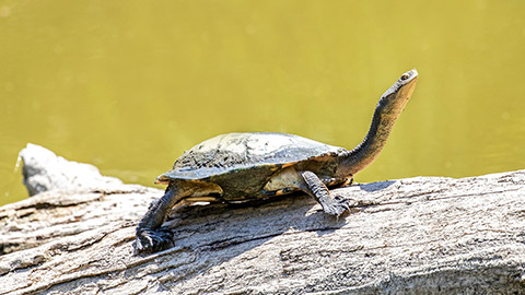 Eastern Long-necked Turtle basking on log