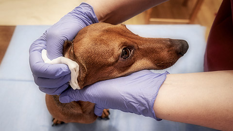 dog being checked in a veterinary clinic