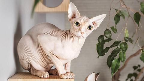 Sphynx cat