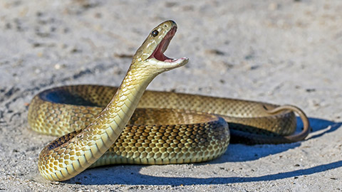 Australian Eastern Tiger Snake ready to strike