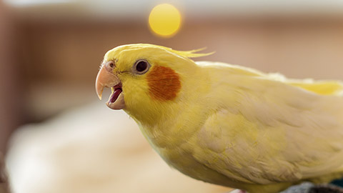 Сockatiel parrot