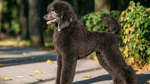 Black Standard Poodle Dog