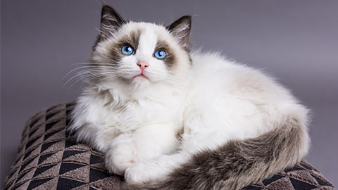 Ragdoll kitten on a pillow