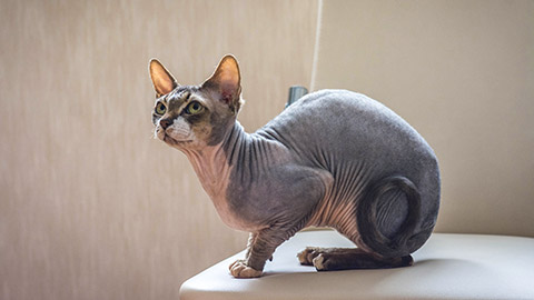 sphynx cat sitting on a chair